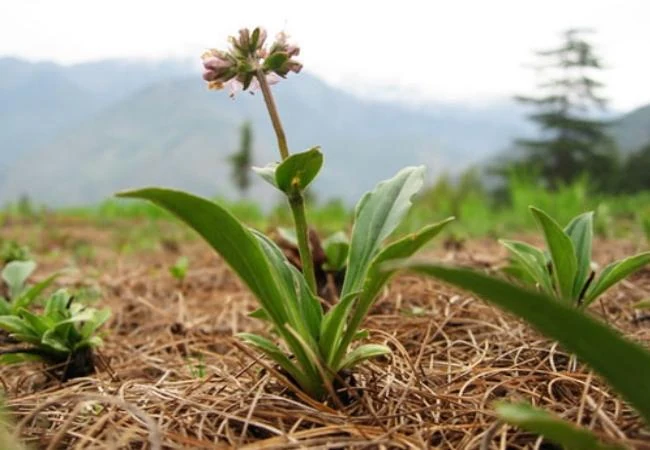 Jatamansi Plant (Nardostachys jatamansi) used in Joint Pain Relieve Oil